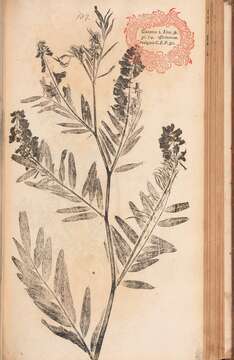 Image of Goat's rue