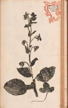 Image of borage