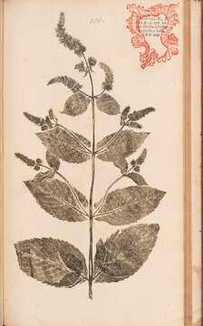 Image of Garden mint