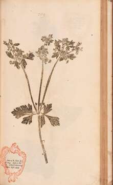 Image of Wild Celery