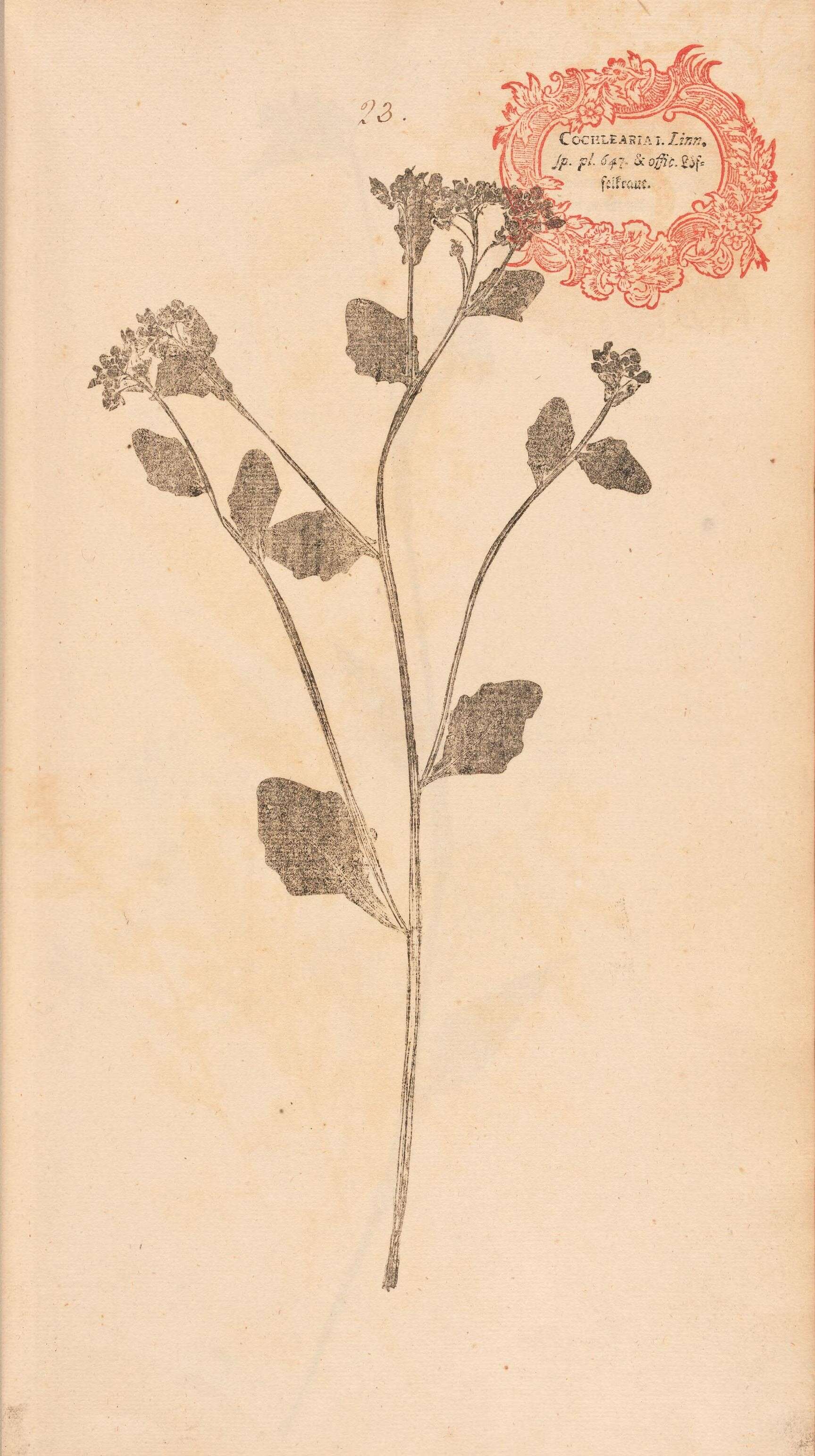 Слика од Cochlearia officinalis L.