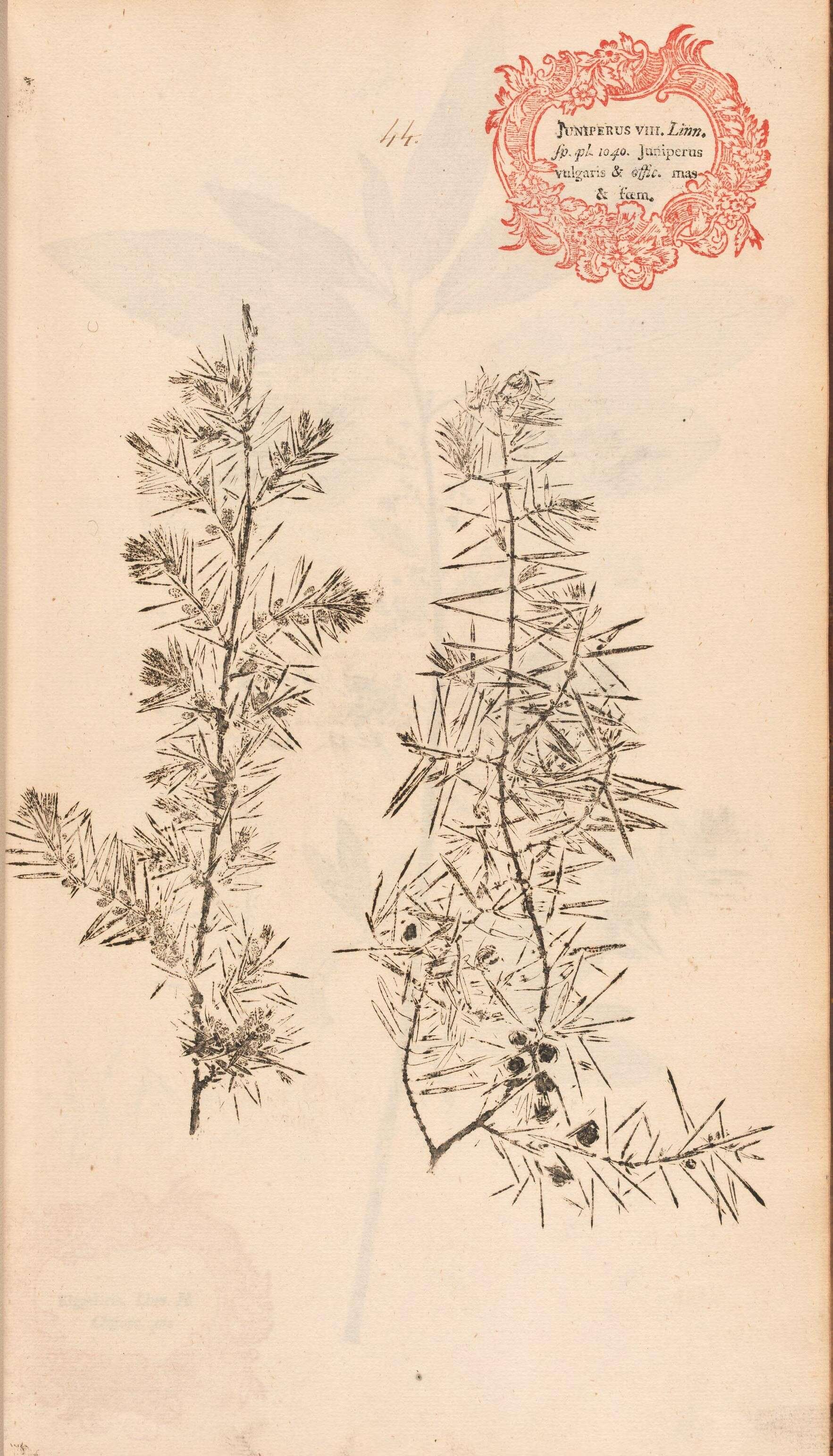 Imagem de Juniperus communis L.