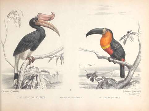 Image of Rhinoceros Hornbill