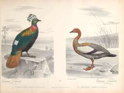 Imagem de Lophophorus Temminck 1813