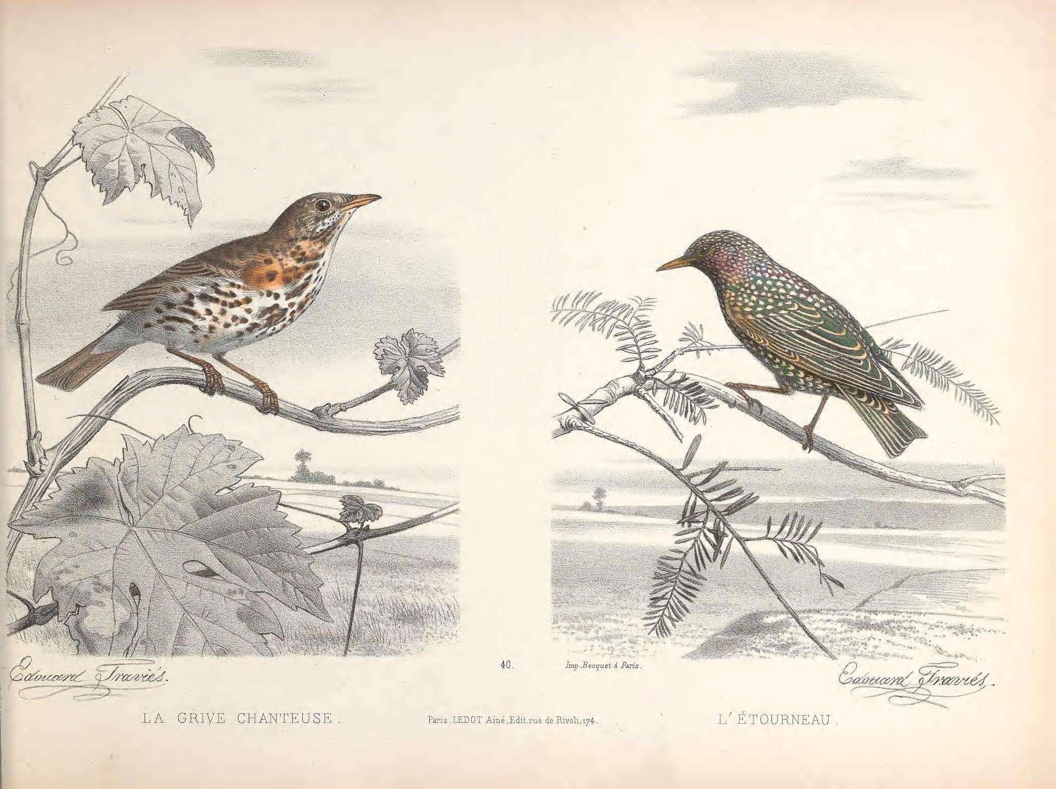 Image of Song Thrush