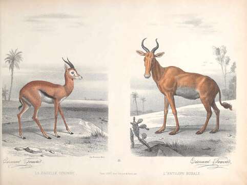 Image of Dorcas Gazelle