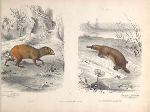 Image of platypus