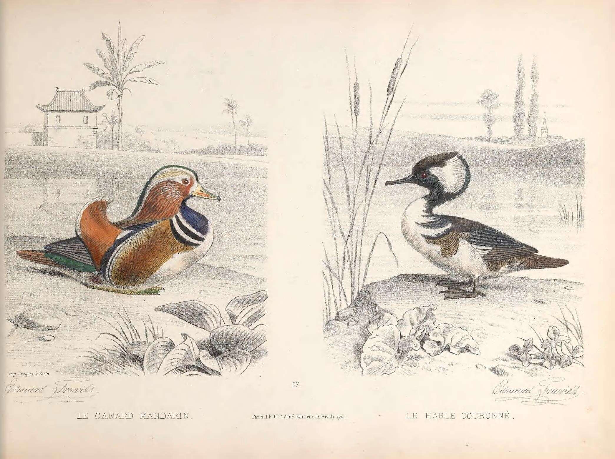 Image of Mandarin Duck