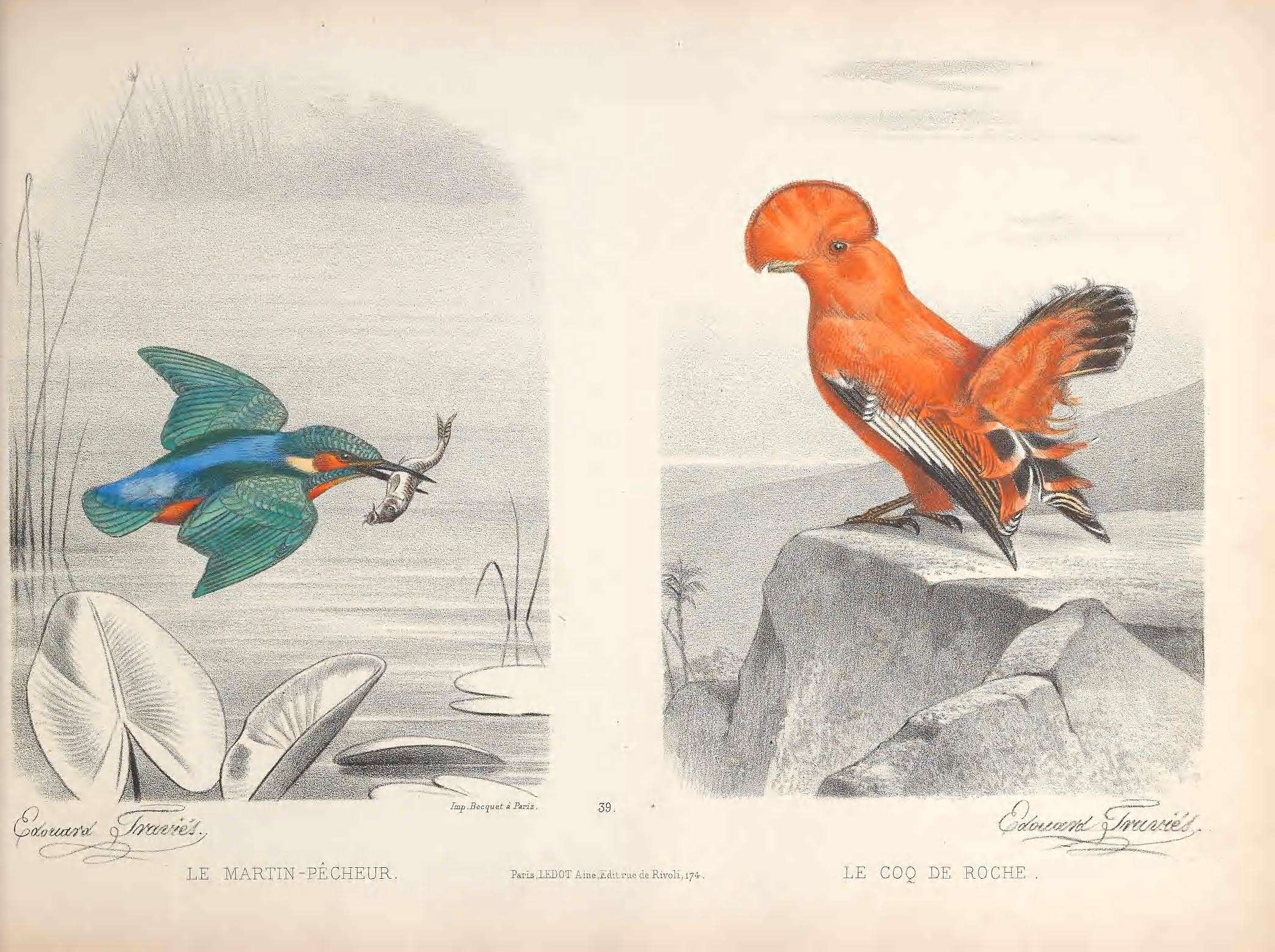 Image of Alcedo Linnaeus 1758