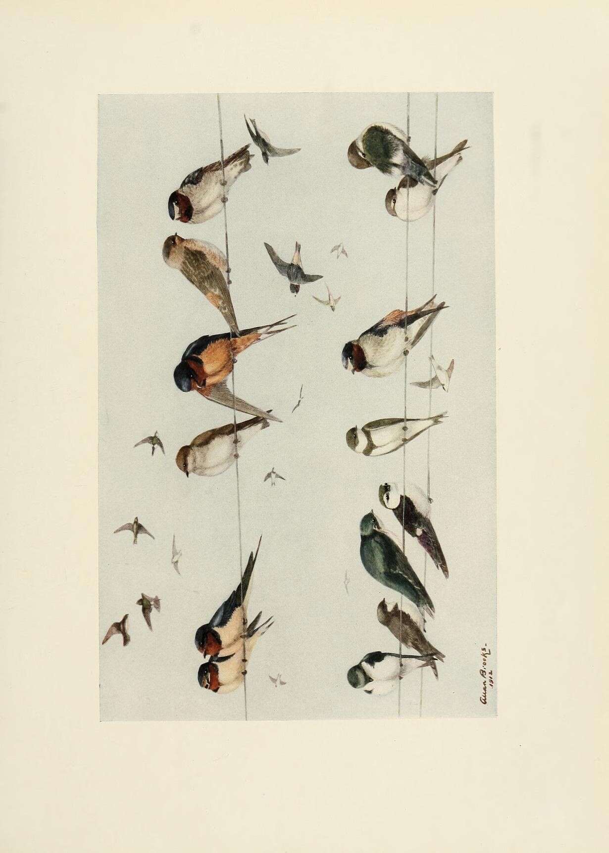 Image of Hirundo Linnaeus 1758