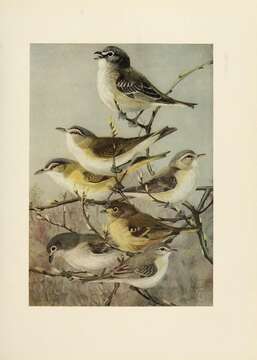 Image of Cassin's Vireo