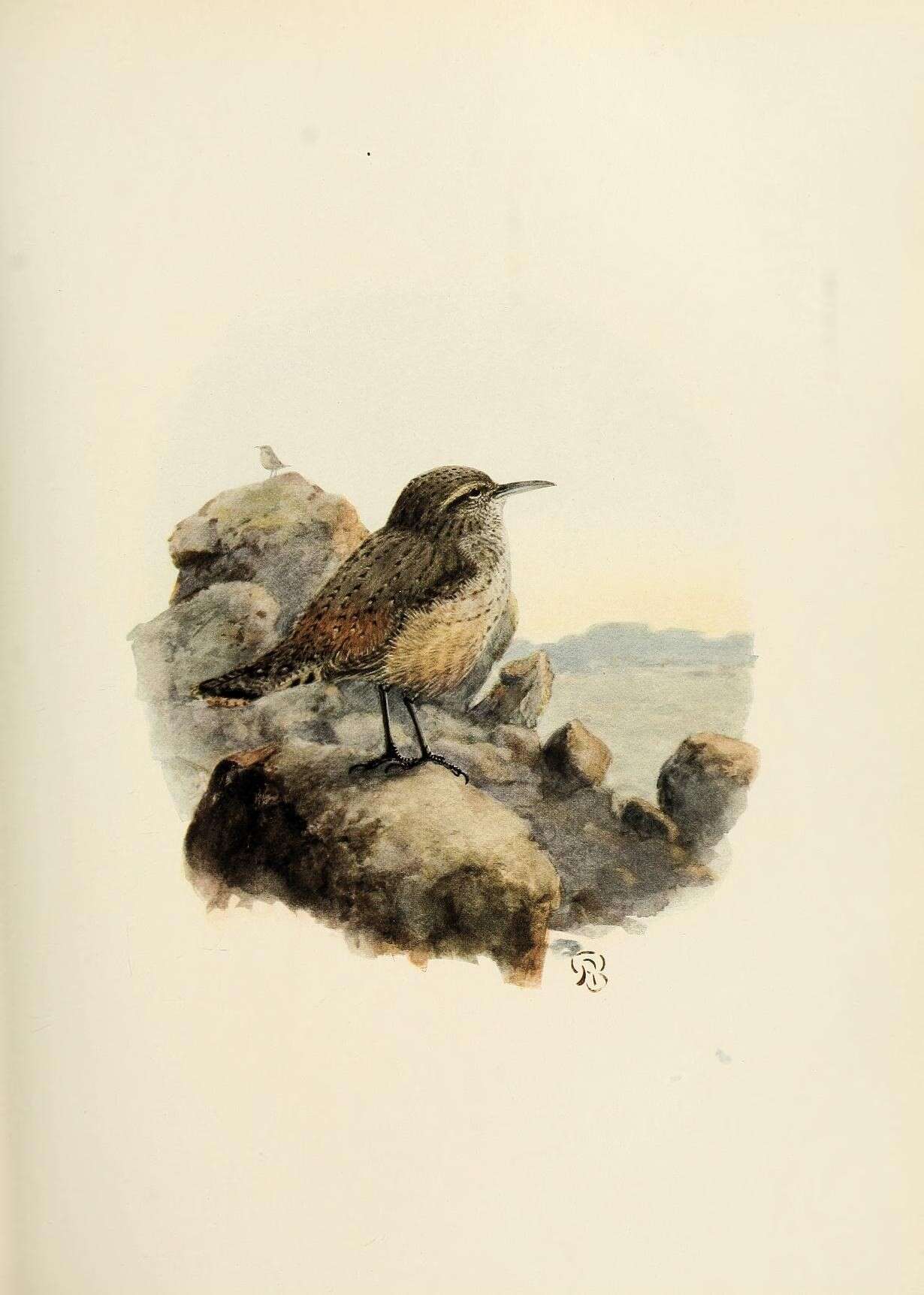 Image of Salpinctes Cabanis 1847