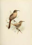 Image of Le Conte's Thrasher