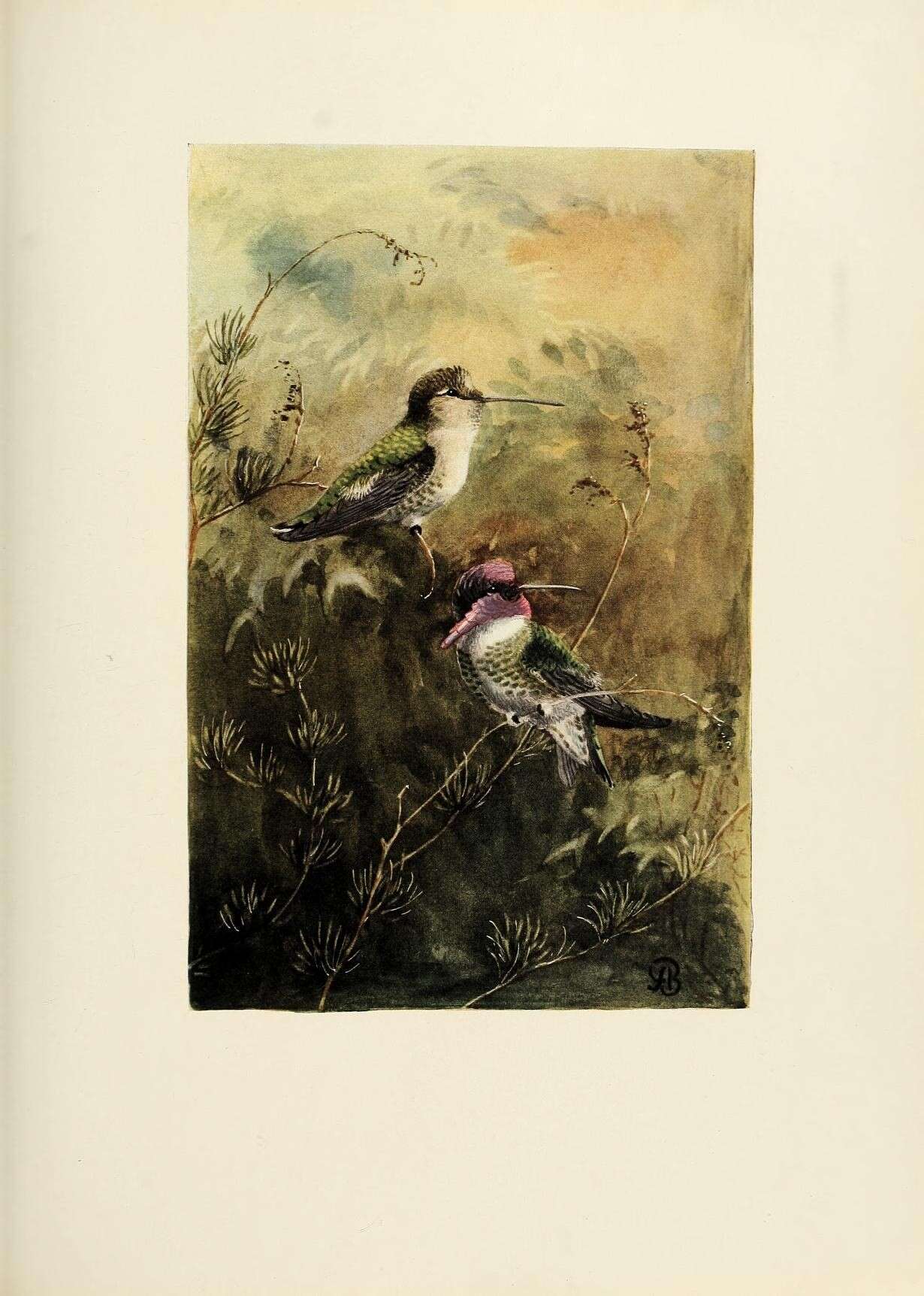 Image of Calypte Gould 1856