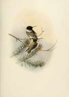 Image of Black-chinned Hummingbird