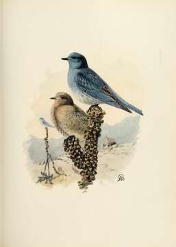 Image of Mountain Bluebird