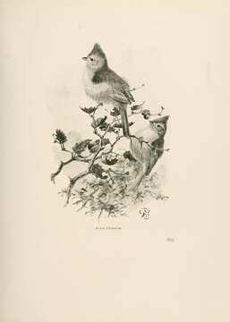 Image of Baeolophus inornatus inornatus (Gambel 1845)