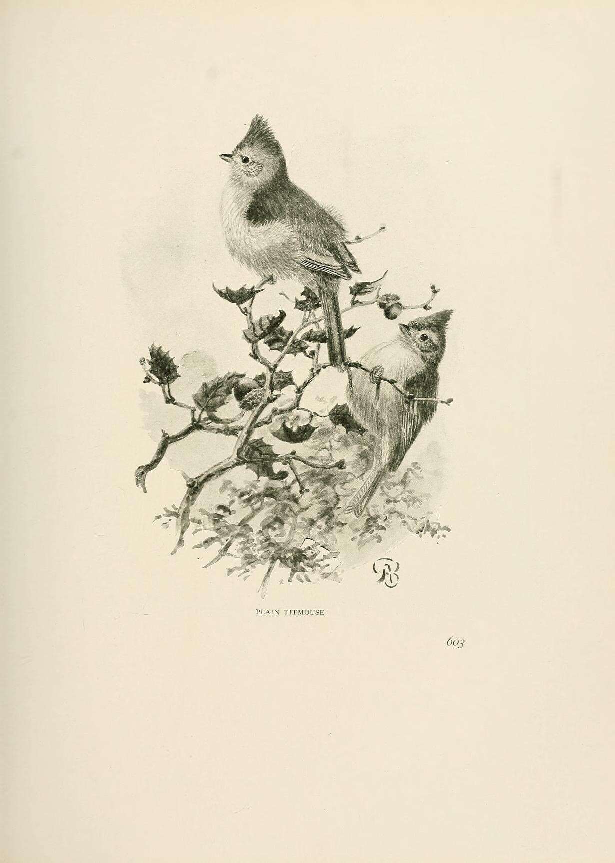 Image of Baeolophus inornatus inornatus (Gambel 1845)