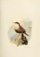 Imagem de Catherpes mexicanus conspersus Ridgway 1873