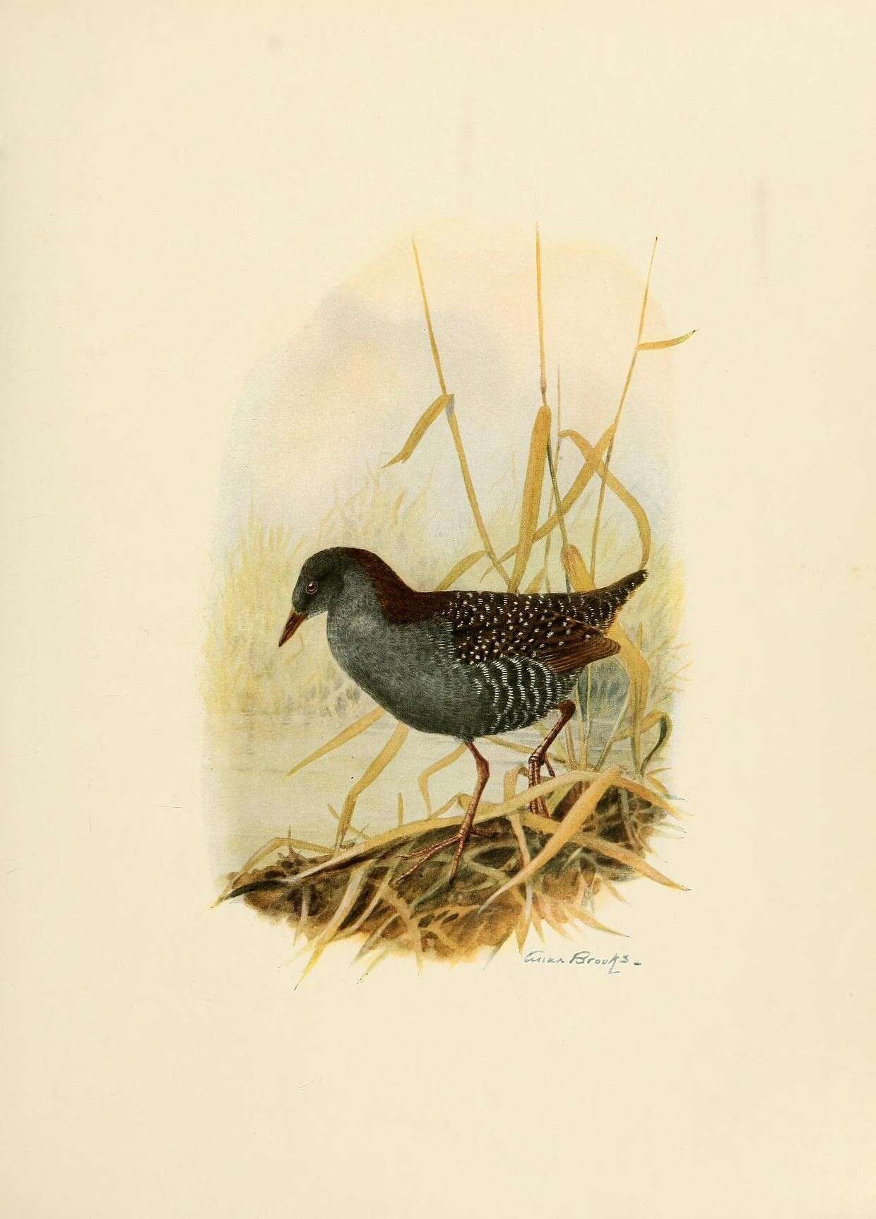 Image de Laterallus jamaicensis coturniculus (Ridgway 1874)