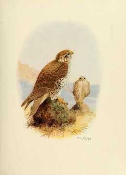 Image of Prairie Falcon