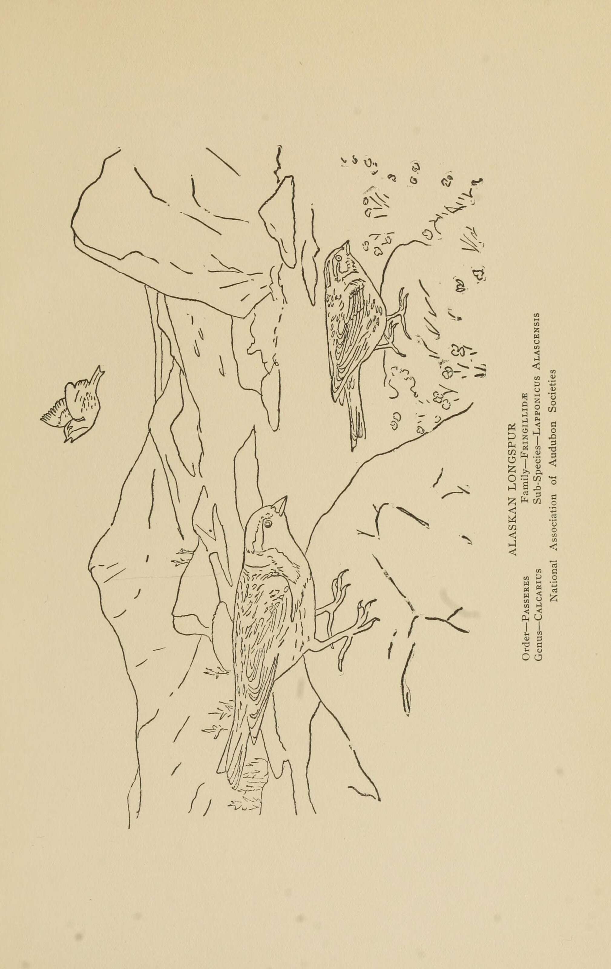 Image of Calcarius Bechstein 1802