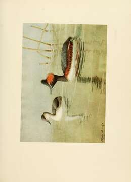 Image de Podiceps Latham 1787