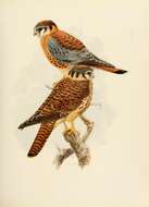 Image of American Kestrel