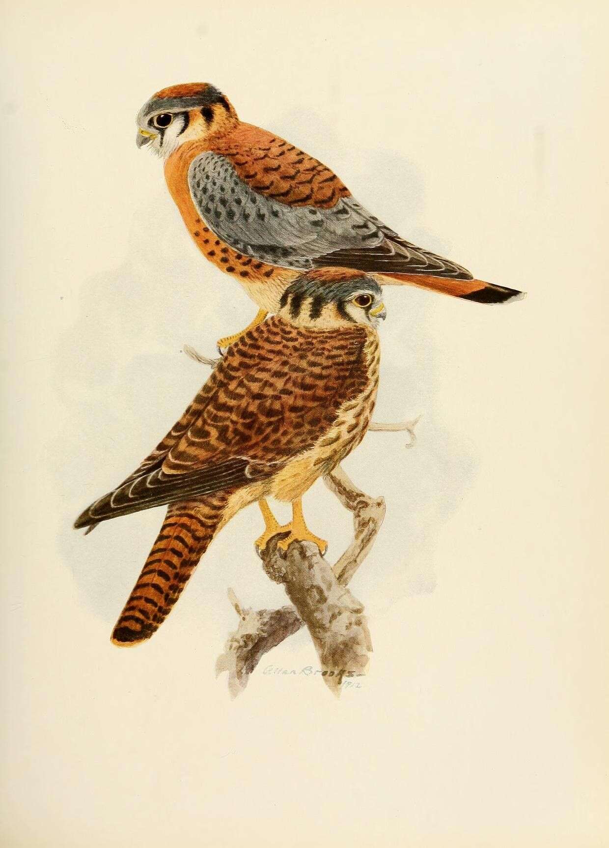 Image of American Kestrel