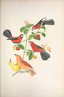 صورة Ramphocelus carbo (Pallas 1764)