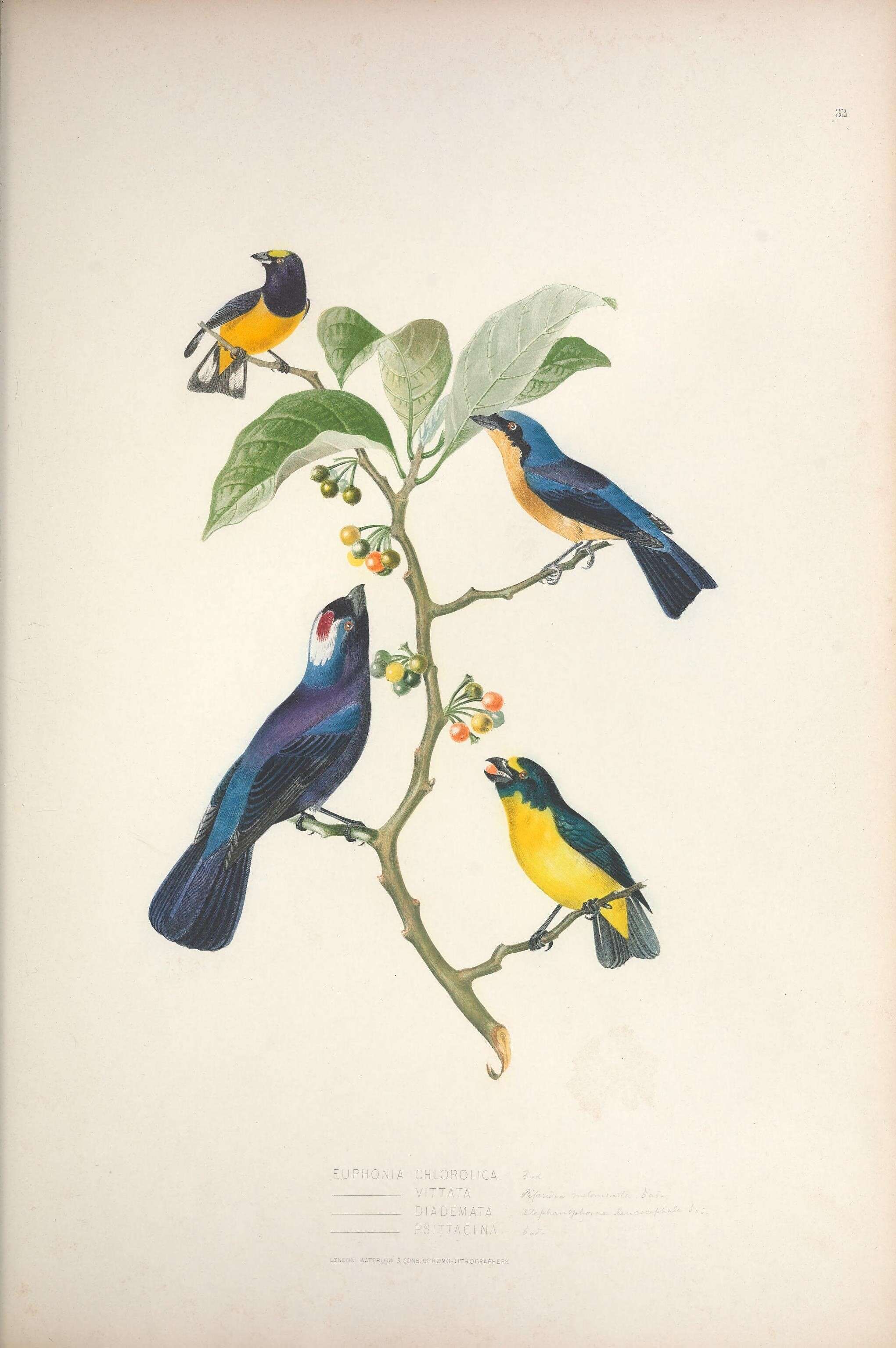 Image de Stephanophorus Strickland 1841