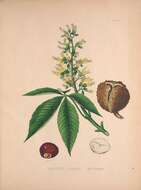 Image of Ohio buckeye