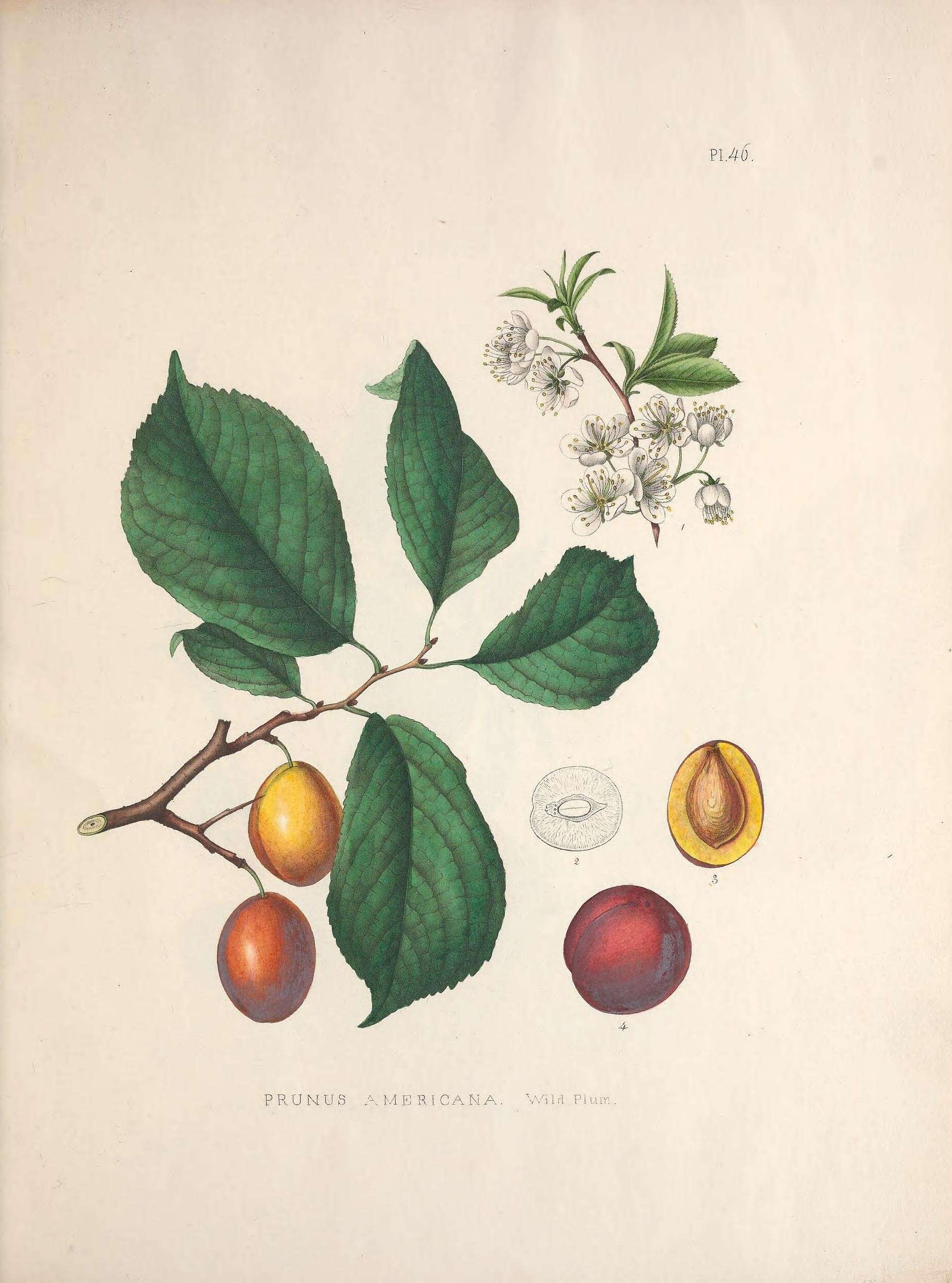 Image of American Plum