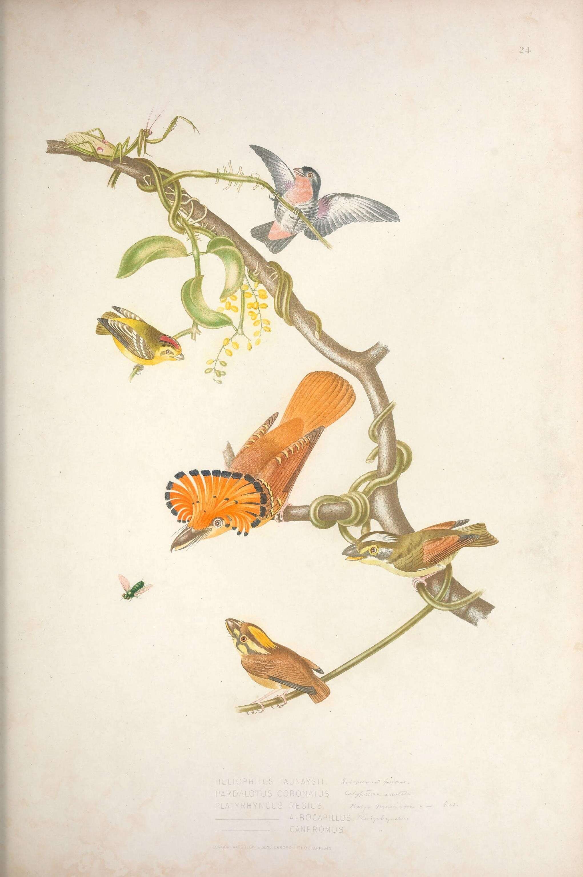 Image of Calyptura Swainson 1832