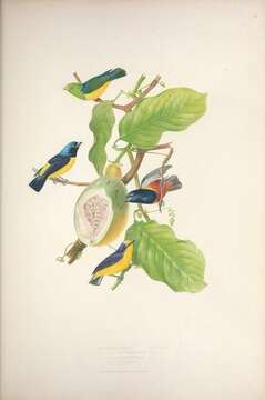 Image of Blue-naped Chlorophonia