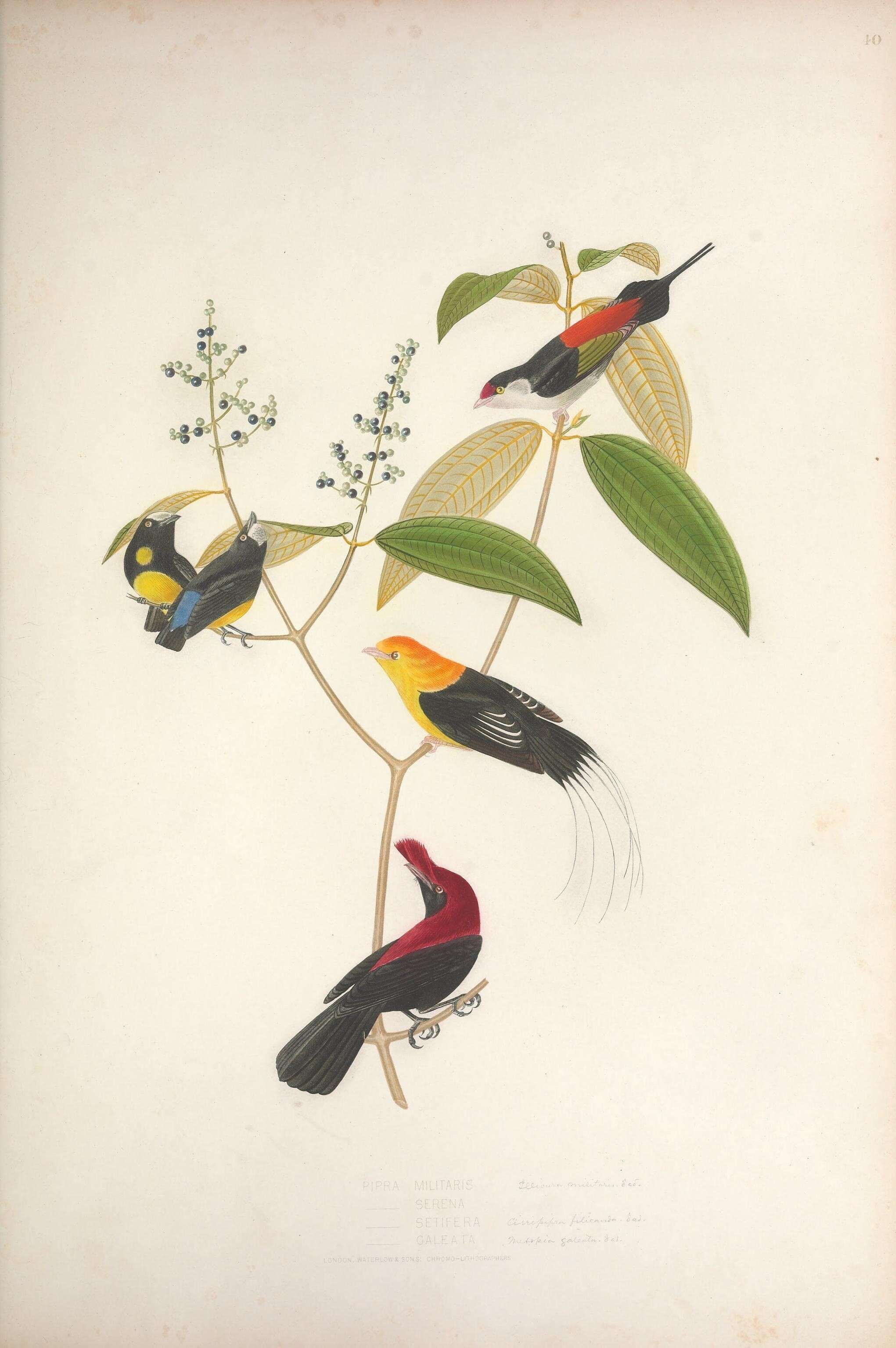 Image de Ilicura Reichenbach 1850