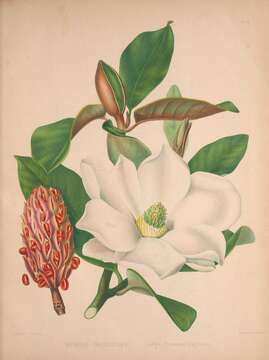 Image of southern magnolia