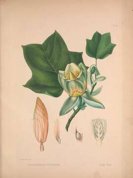 Image of Tulip tree