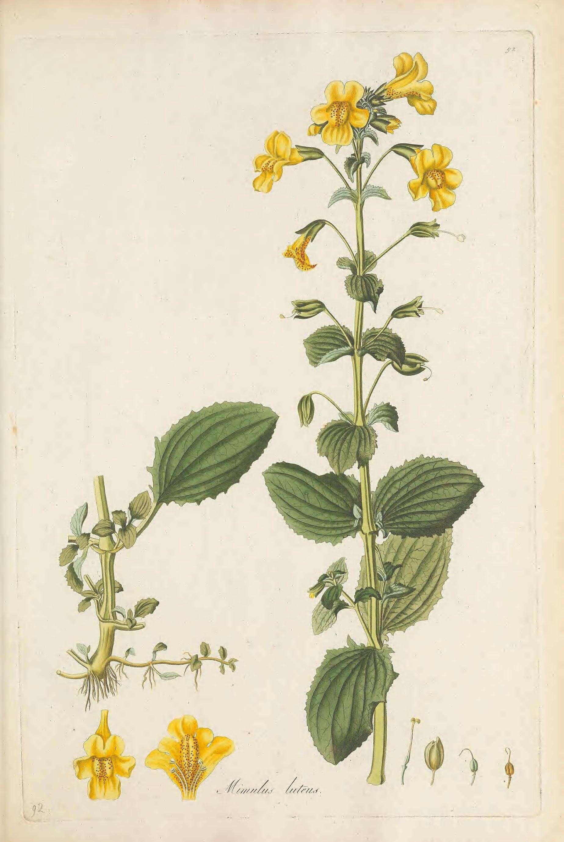 Plancia ëd Erythranthe lutea (L.) G. L. Nesom