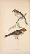 Image of Little Bunting