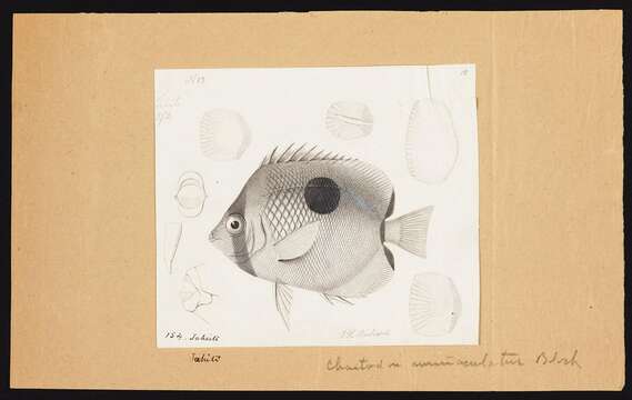 Image of Limespot Butterflyfish