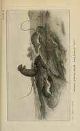 Image of Zapodinae Coues 1875