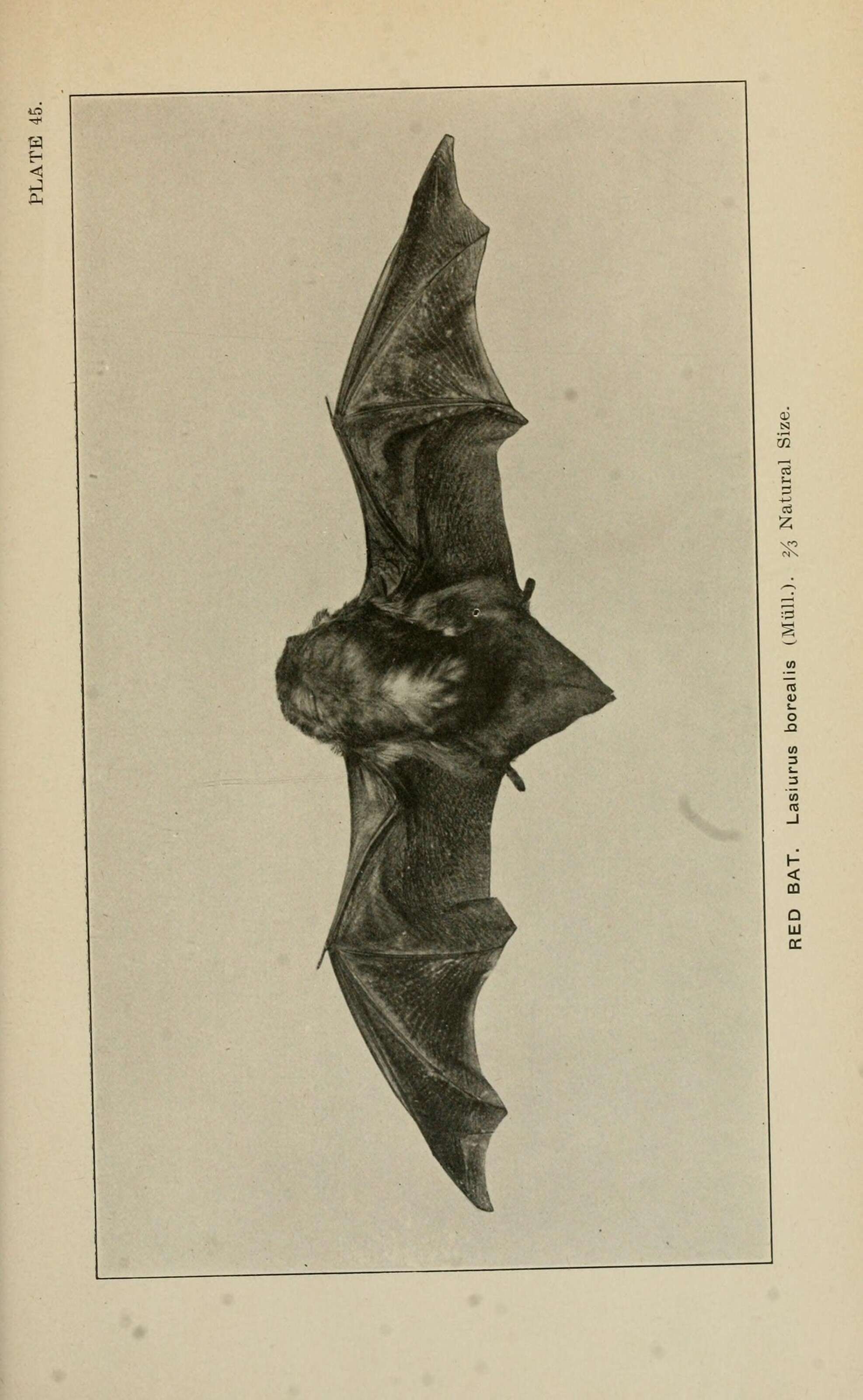 Image of Eastern Red Bat