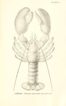 Image of American Lobster