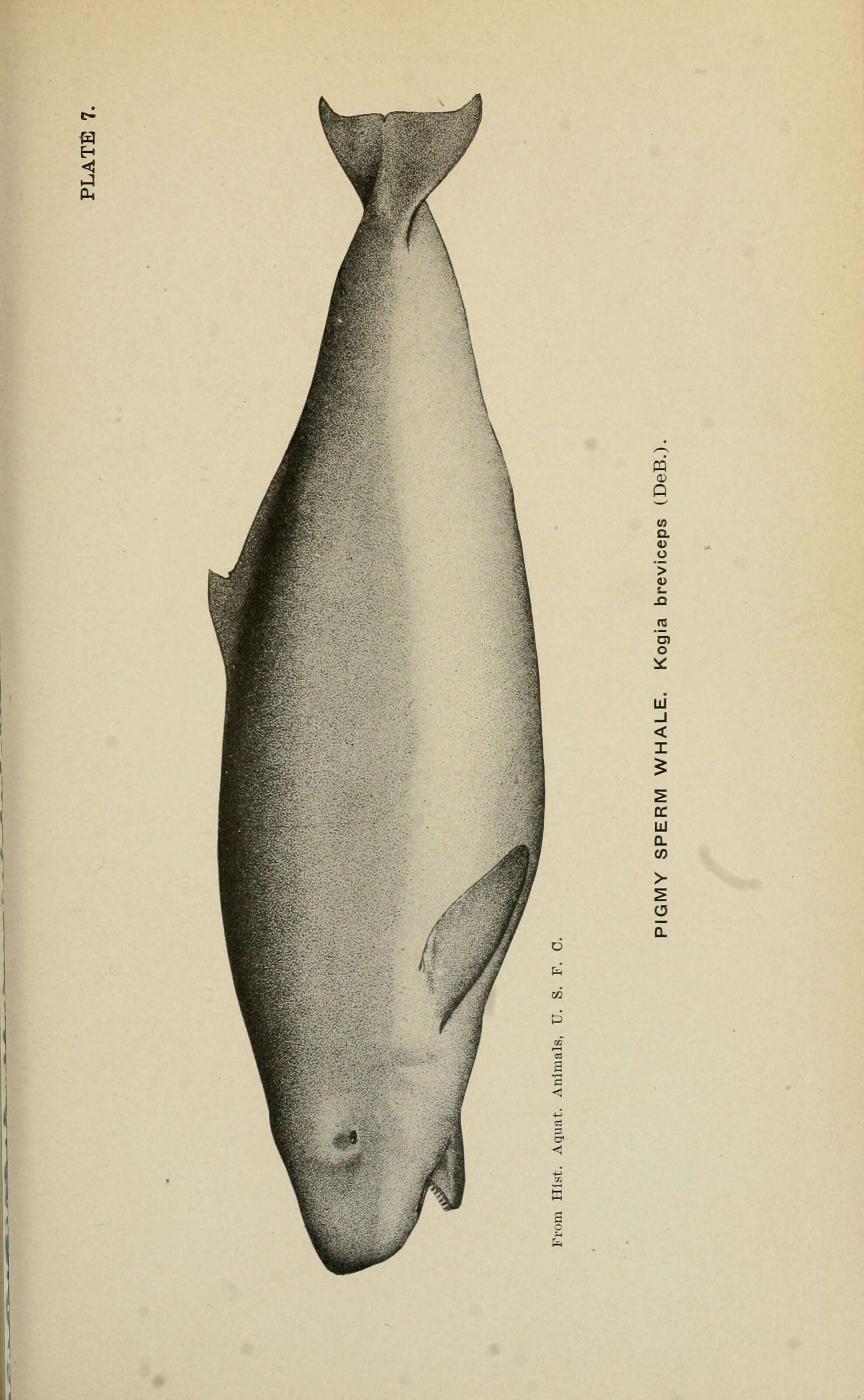 Image of pygmy and dwarf sperm whales