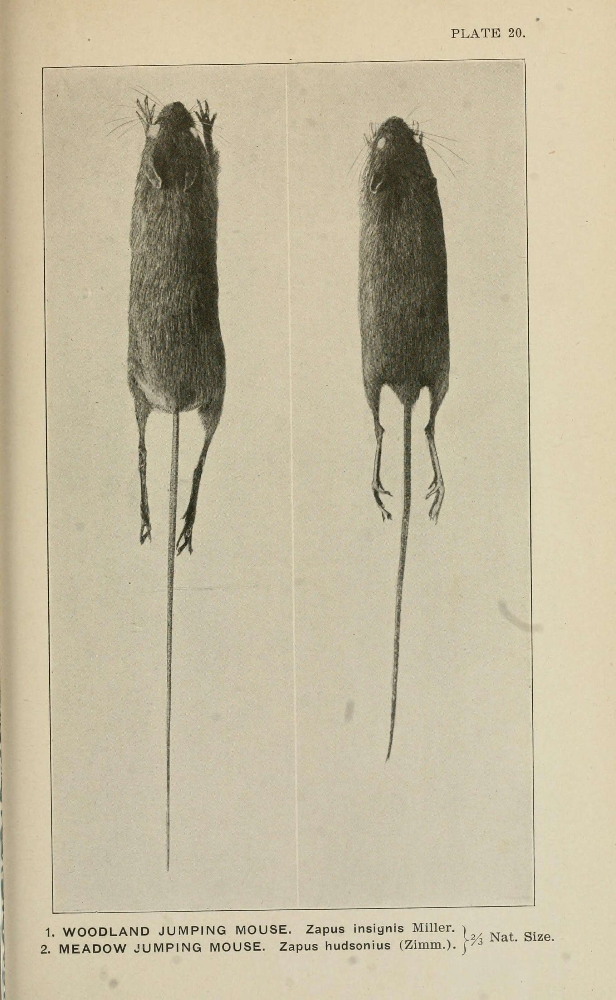 صورة Zapodinae Coues 1875