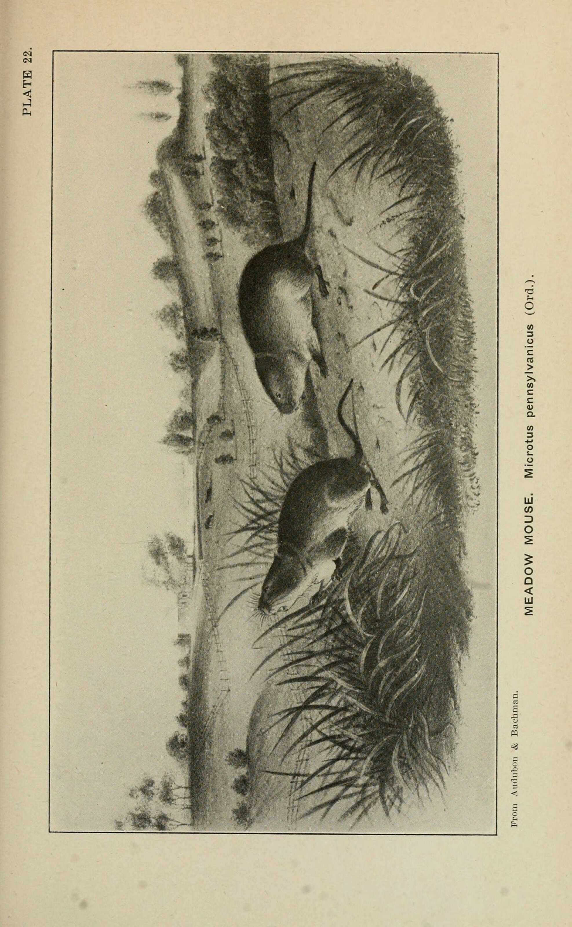 Image de Microtus subgen. Mynomes Rafinesque 1817
