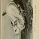 Sivun Lepus americanus virginianus Harlan 1825 kuva