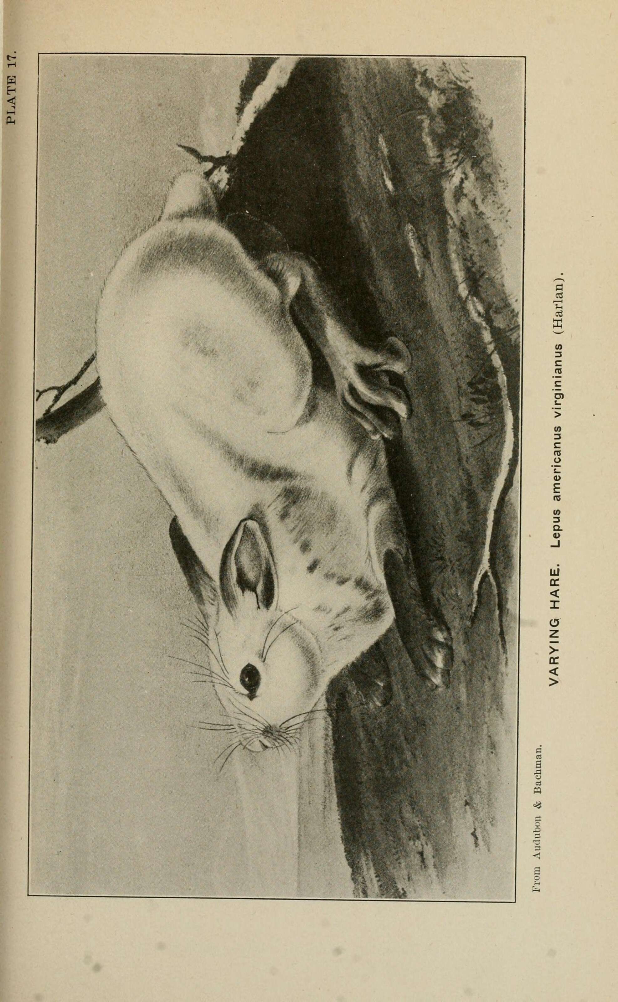 Imagem de Lepus americanus virginianus Harlan 1825