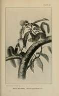 Image de Sciurus subgen. Sciurus Linnaeus 1758